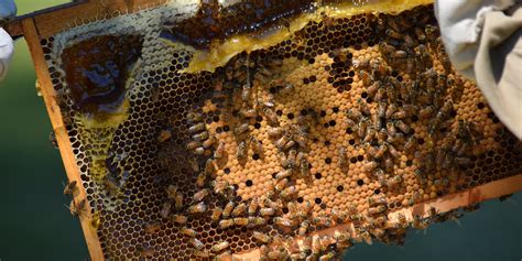 What is the biggest enemy of the honey bee?